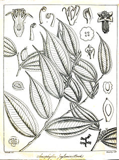 Anisophylleaceae Family of flowering plants