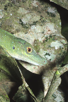 Anolis punctatus02.jpg