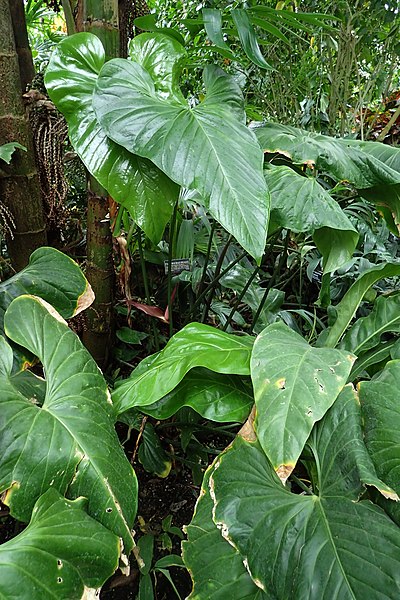 File:Anthurium watermaliense kz1.jpg