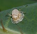 aphid with Praon