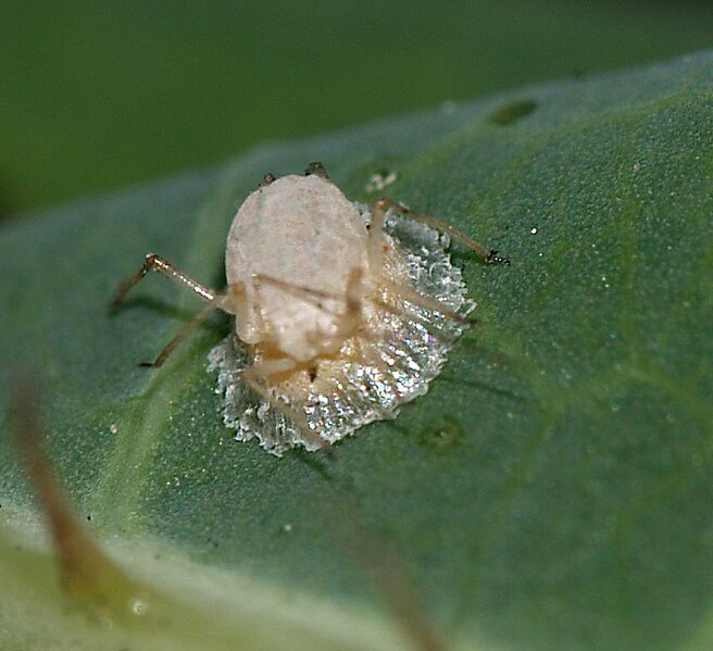 File:Aphid.with.Praon.3.jpg