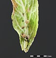 * Nomination Aphids that were parasitized by parasitic wasps on red foxglove. --NorbertNagel 14:06, 10 June 2012 (UTC) * Promotion Good. Mattbuck 21:57, 11 June 2012 (UTC)