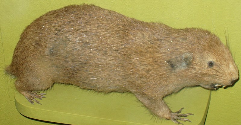 File:Aplodontia rufa (Harvard University) (cropped).jpg