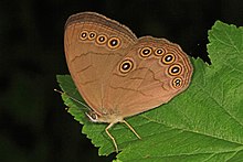 Appalachian Coklat - Lethe appalachia, Braley Kolam, Hutan Nasional George Washington, Virginia (34920822840).jpg