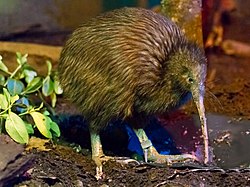 Apteryx mantelli -Rotorua, North Island, New Zealand-8a.jpg