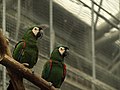 Ara severa -Chestnut-fronted Macaw-two in aviary.jpg