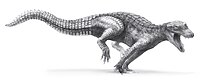 Araripesuchus Araripesuchus wegeneri.jpg