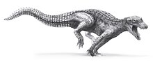 Restoration of an adult A. wegeneri Araripesuchus wegeneri.jpg