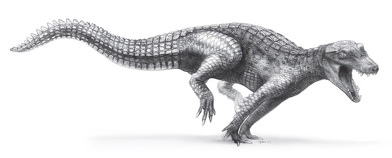 File:Araripesuchus wegeneri.jpg