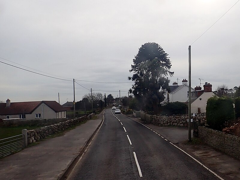 File:Araucaria araucana at Glasdrumman - geograph.org.uk - 5702537.jpg