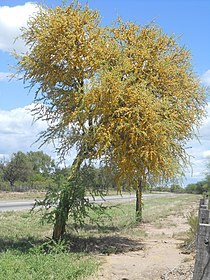 Chañar en fleur (Geoffroea decorticans)