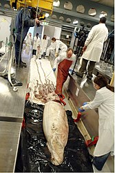 #487 (15/3/2004) Specimen nicknamed "Archie" being imaged and measured in the Tank Room of the Natural History Museum in London