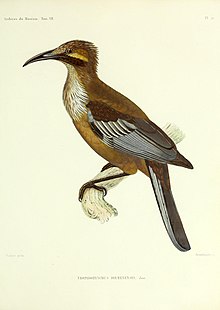 Arşivler du Muséum d'histoire naturelle (1836) (20332545851) .jpg