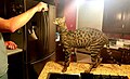 Arcturus Aldebaran Powers, Savannah détenant le record du plus grand chat du monde en 2017.