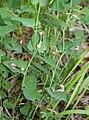 Aristolochia clusii