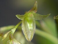 Pleurothallis myrticola