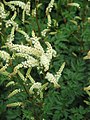 Aruncus aethusifolius