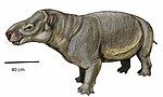 Miniatura para Asiocoryphodon