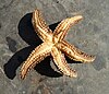 Underside of Forbes sea star