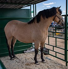 Astra, Belarusian harness horse 2.jpg