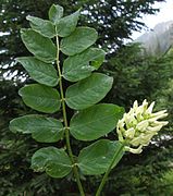 Astragalus glycyphylloss a2.jpg