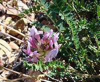 Astragalus monspessulanus