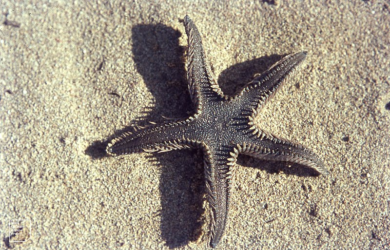 File:Astropecten jonstoni (38598440081).jpg