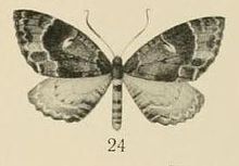 اورلیویوس ، 1910. Pl.2-24-Triphosa tritocelidata.JPG