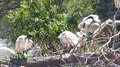 File:Australian White Ibis preening.webm