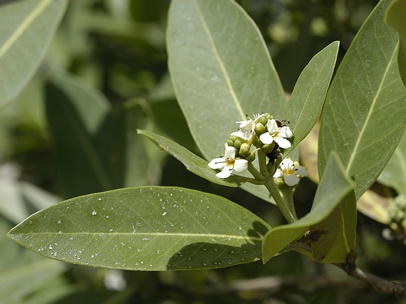 صورة:Avicennia germinans-flowers2.jpg