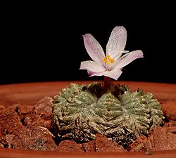 En 20mm bred planta, frösådd 1994, som blommade för första gången 2008.