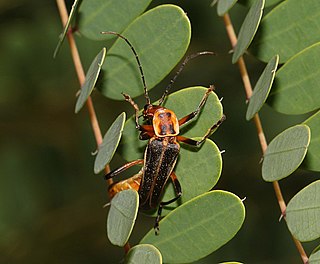 <i>Chauliognathus obscurus</i> Species of beetle