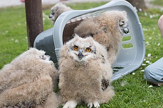 <span class="mw-page-title-main">Screech Owl Sanctuary</span> Animal sanctuary