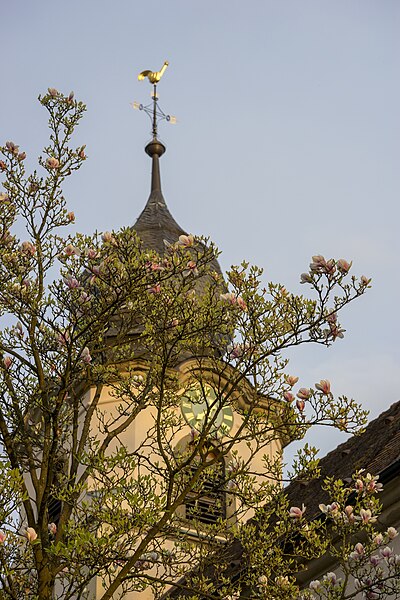 File:Bad Rappenau - Bonfeld - Evangelische Kirche - blühende Magnolie vor Kirchturm.jpg
