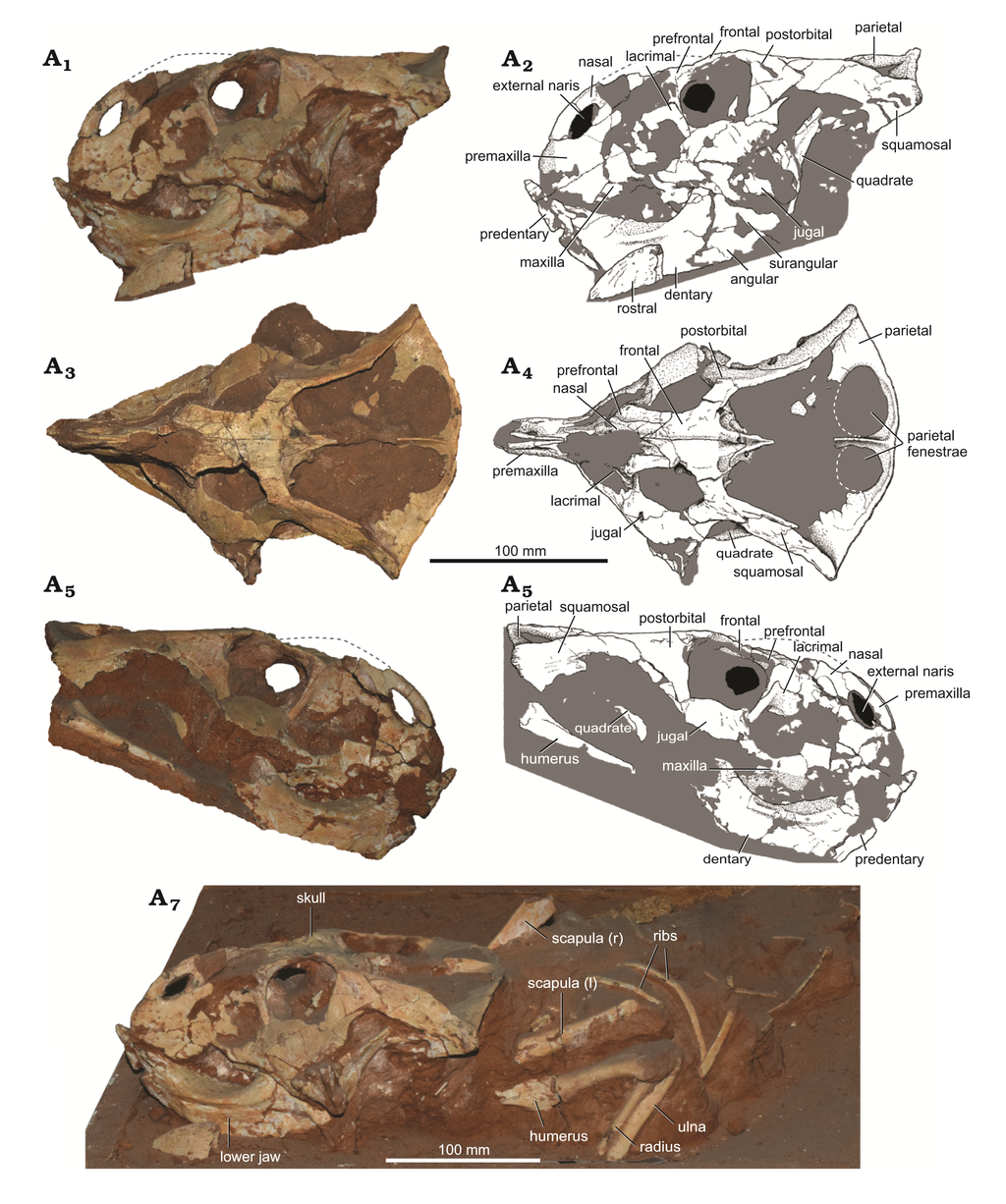 Bagaceratops specimen MPC-D 100 551B
