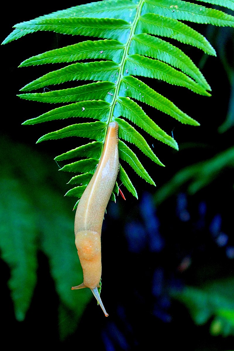 Banana slug - Wikipedia