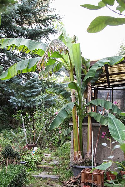 File:Banane im Garten (21493583401).jpg