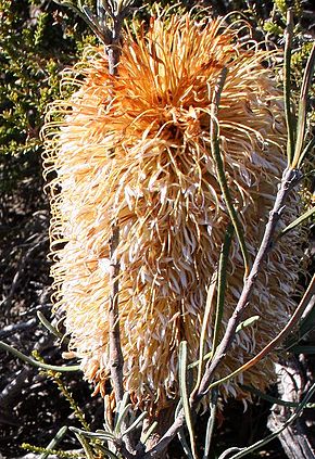 Descrizione dell'immagine Banksia grossa 3 nofbadgingarra email.jpg.