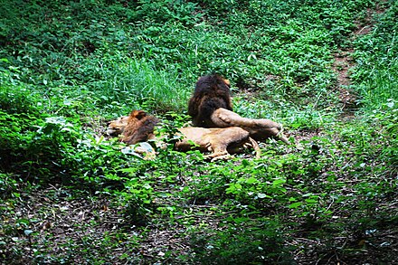 Lions in Bannerghatta Park