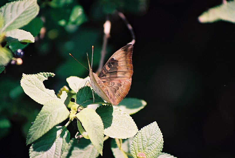 File:Baron butterfly at Bhadra wildlife sanctuary.jpg