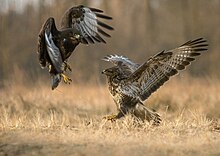 Photographie en couleurs de deux rapaces bruns ailes grandes ouvertes, l'un en vol dominant l'autre décollant du sol.