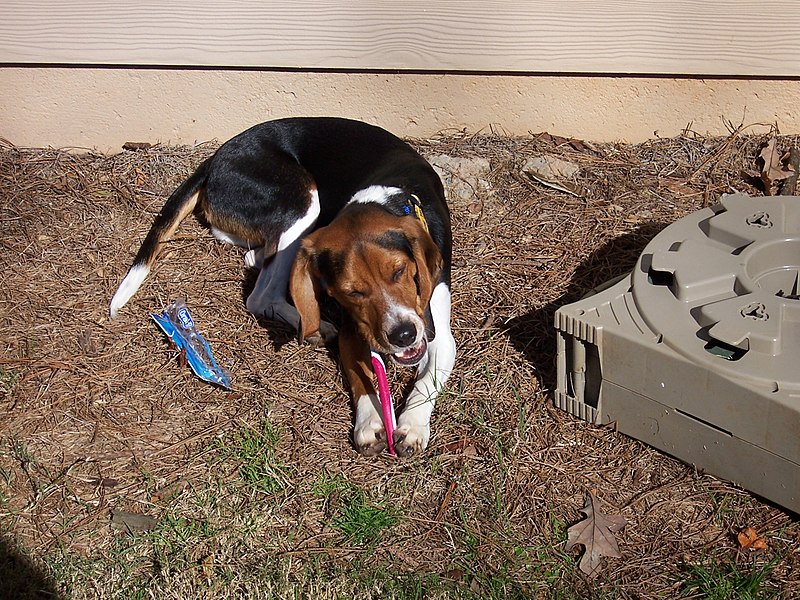 File:BeagleToothbrush2.jpg