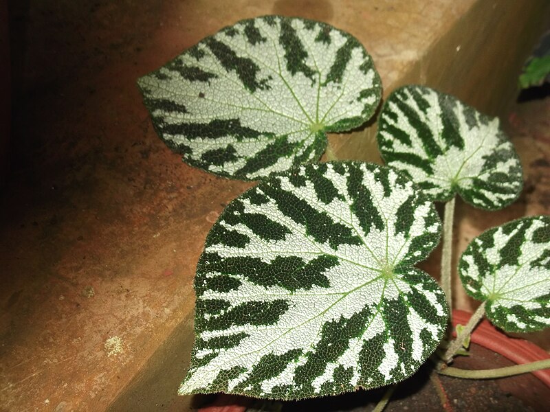 File:Begonia pustulata-xavier cottage-yercaud-salem-India.JPG