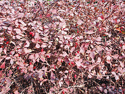 紫葉小檗(Berberis thunbergii)