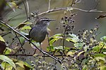 Thumbnail for File:Bewick's Wren (45666077371).jpg