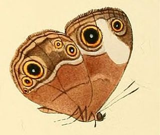 <i>Bicyclus sciathis</i> Species of butterfly