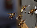 Bees in flight