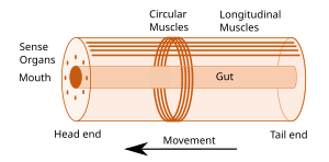 Idealised bilaterian body plan. With an elongated body and a direction of movement the animal has head and tail ends. Sense organs and mouth form the basis of the head. Opposed circular and longitudinal muscles enable peristaltic motion. Bilaterian body plan.svg