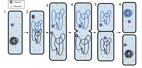Binary fission in a prokaryote 1. The bacterium before binary fission is when the DNA is tightly coiled. 2. The DNA of the bacterium has replicated. 3. The DNA is pulled to the separate poles of the bacterium as it increases size to prepare for splitting. 4. The growth of a new cell wall begins to separate the bacterium. 5. The new cell wall fully develops, resulting in the complete split of the bacterium. 6. The new daughter cells have tightly coiled DNA, ribosomes, and plasmids.