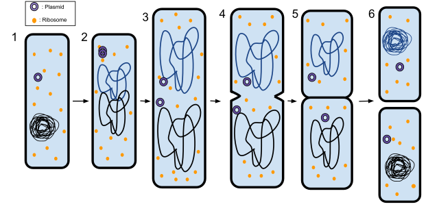 Реферат: Plasmid Fusion